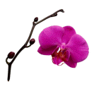Orchid